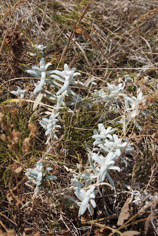 Изображение особи Cerastium biebersteinii.