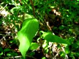 Senecio nemorensis. Лист. Республика Саха (Якутия), Томпонский р-н, окрестности села Кескил. 08.07.2012.