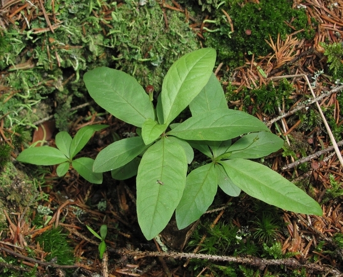Изображение особи Trientalis europaea.