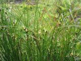 Juncus trifidus