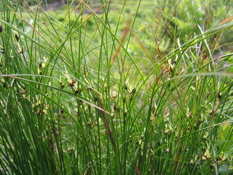 Изображение особи Juncus trifidus.