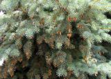 Picea pungens форма glauca. Побеги с микростробилами. Беларусь, г. Брест, мемориальный комплекс «Брестская крепость-герой». 30.06.2012.