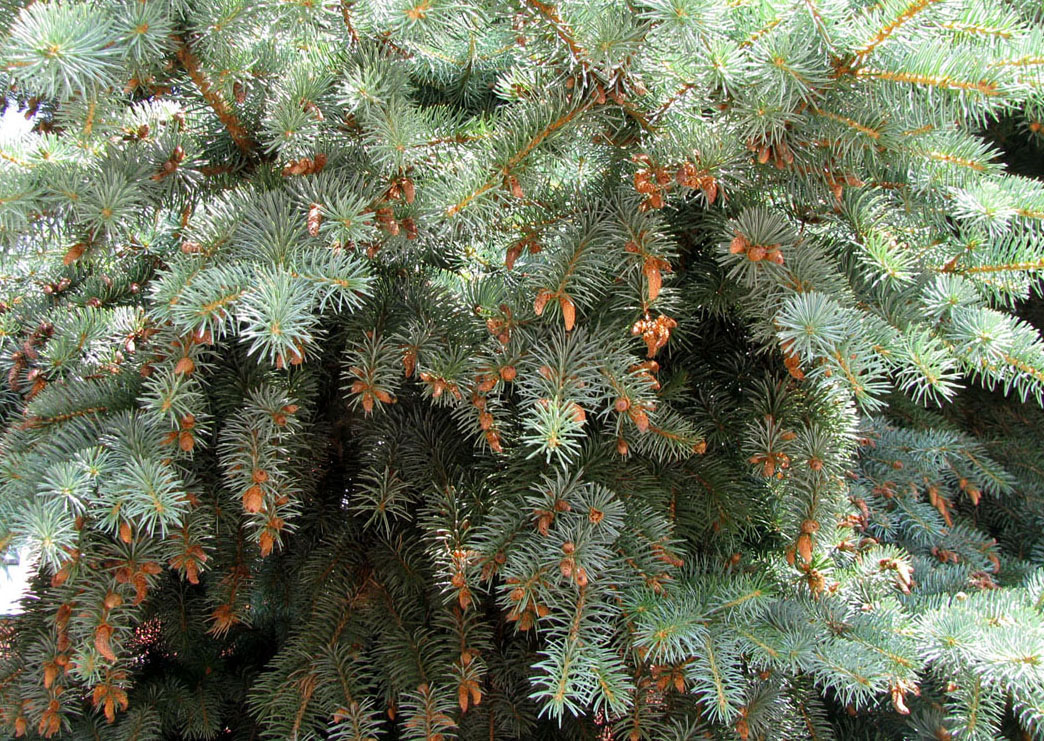 Изображение особи Picea pungens f. glauca.