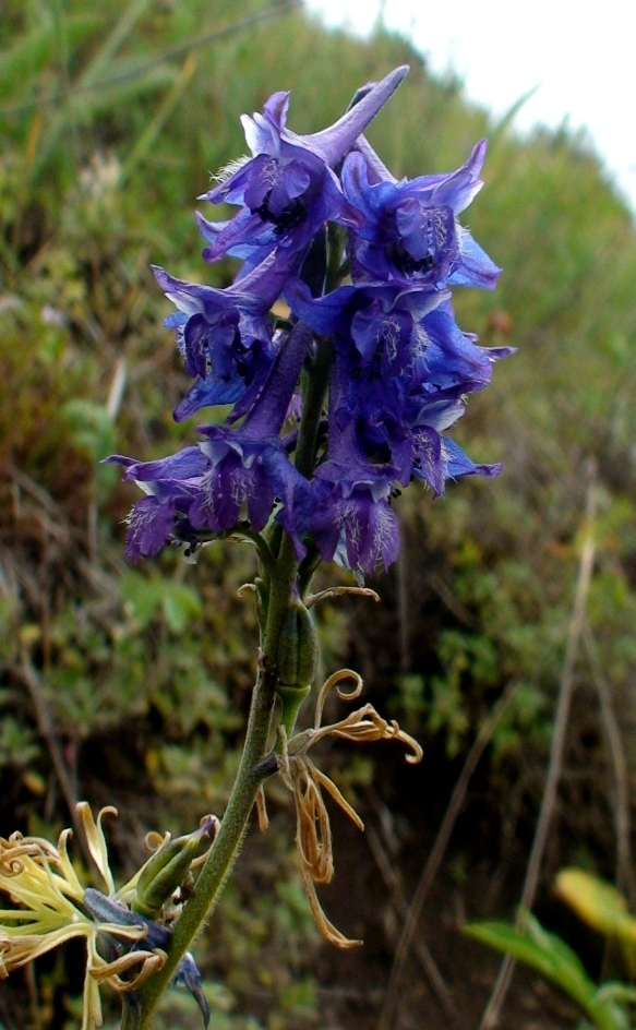 Изображение особи Delphinium freynii.