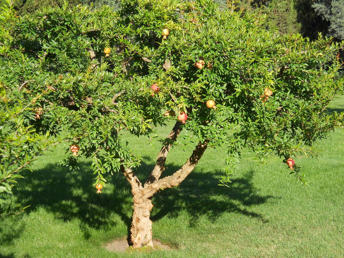 Image of Punica granatum specimen.