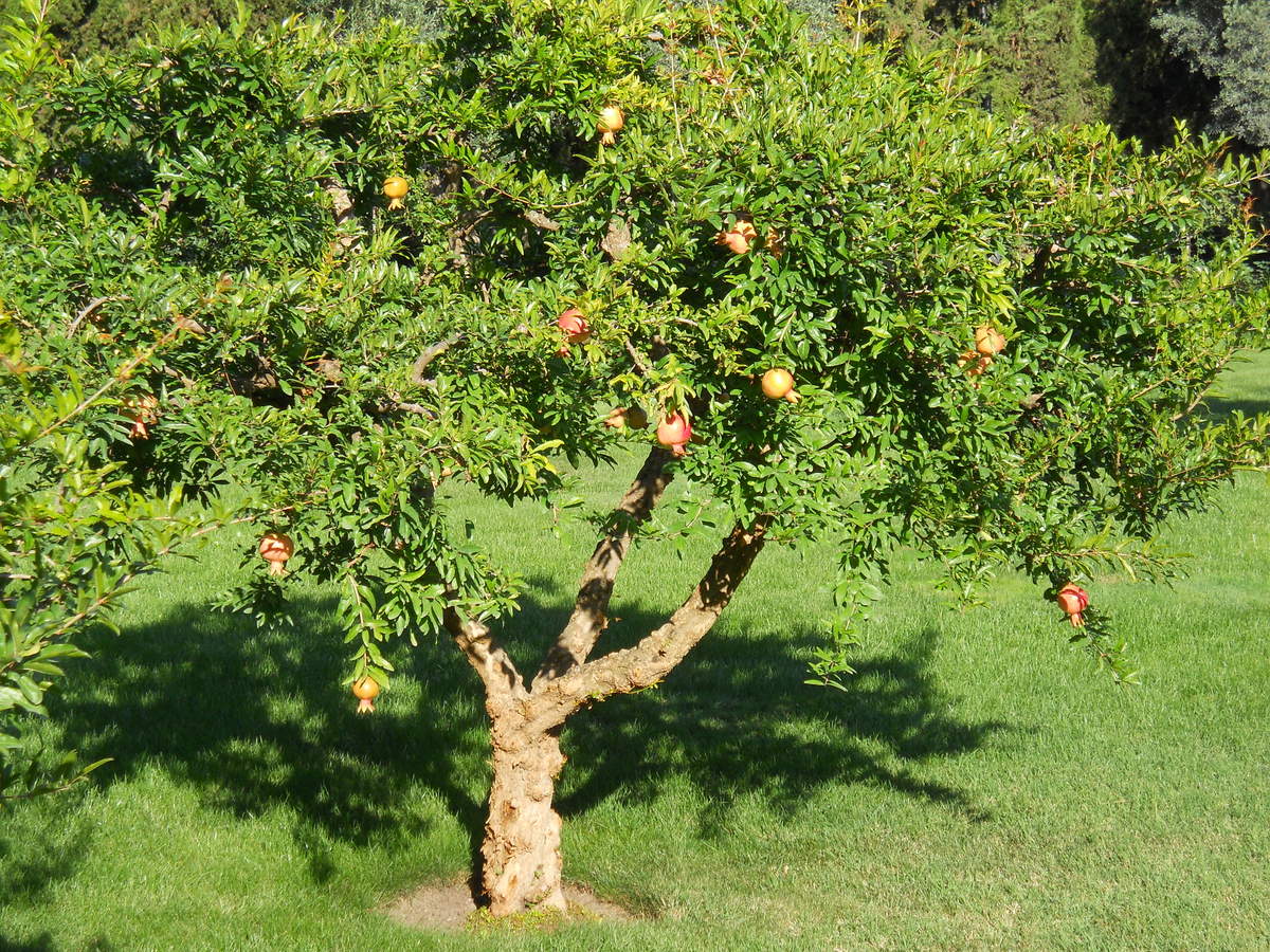 Изображение особи Punica granatum.