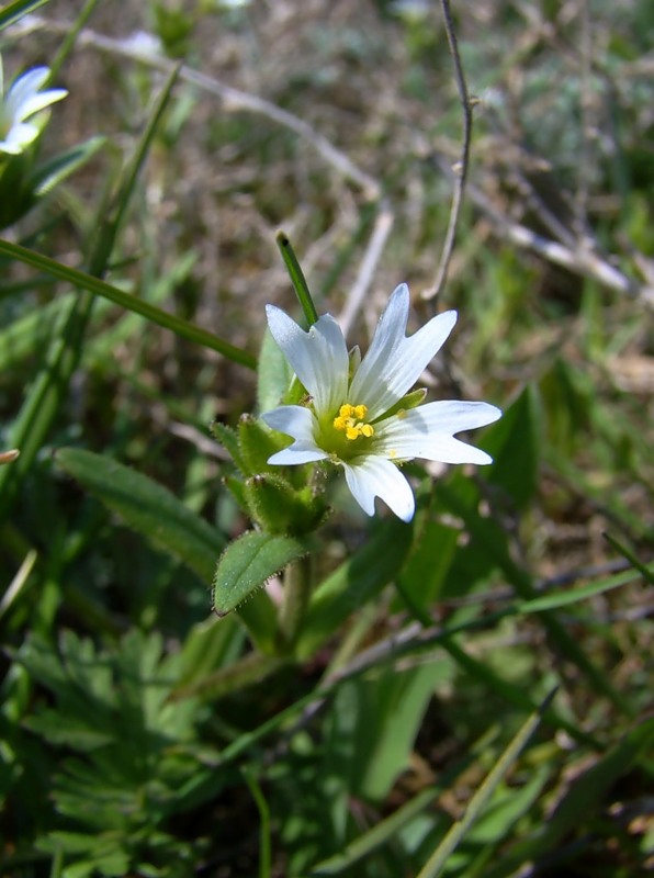 Изображение особи Dichodon viscidum.