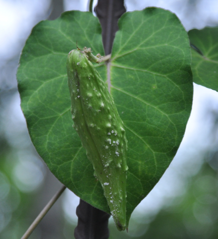 Image of Metaplexis japonica specimen.