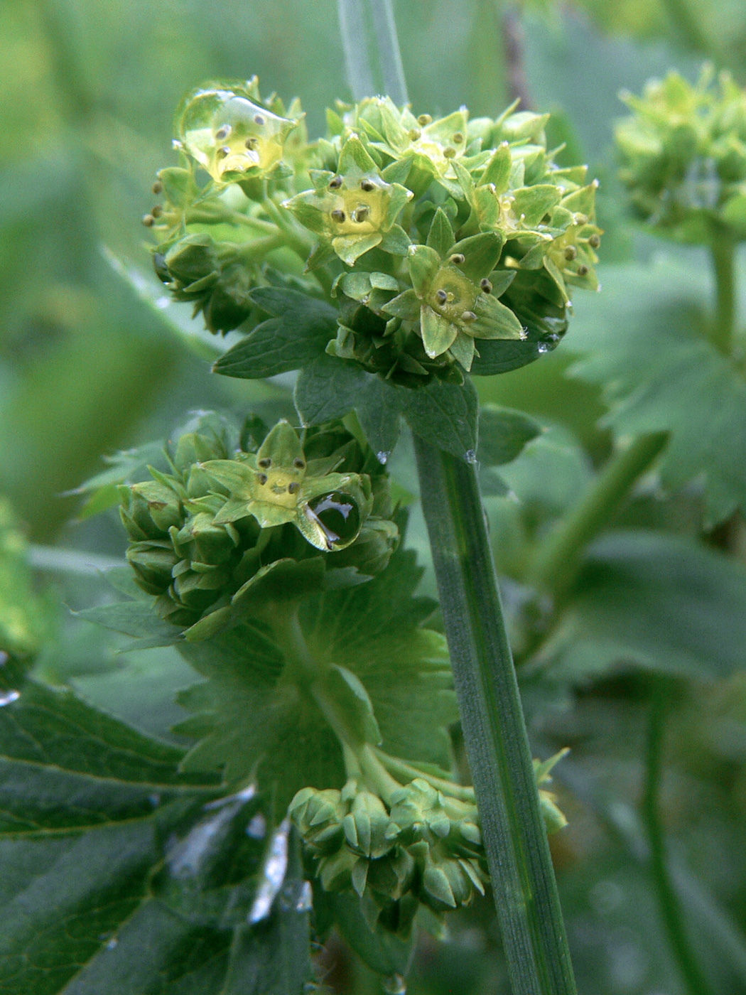 Image of Alchemilla leiophylla specimen.