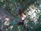 Pinus pinea. Верхушка веточки с осыпающимися микростробилами. Португалия, округ Гуарда, муниципалитет Селорику-да-Бейра, район Ратоейра. 17.07.2012.