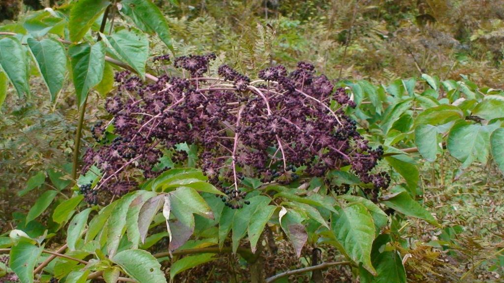 Изображение особи Aralia elata.