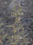 Noaea mucronata