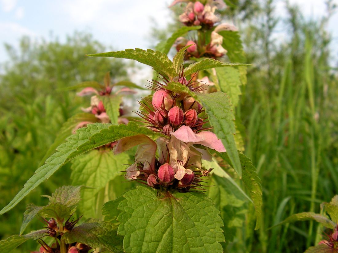 Image of Lamium barbatum specimen.