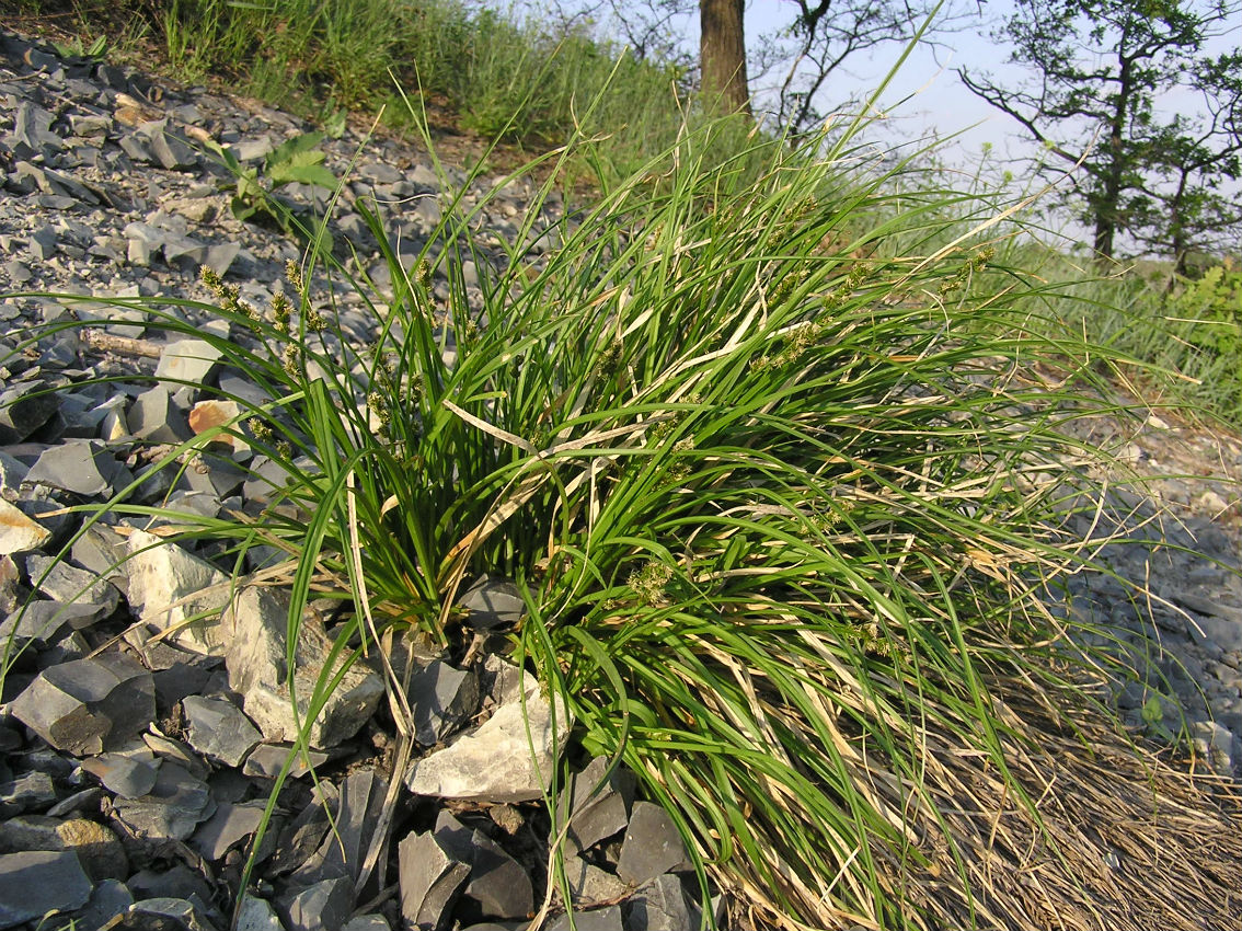 Image of Carex otrubae specimen.