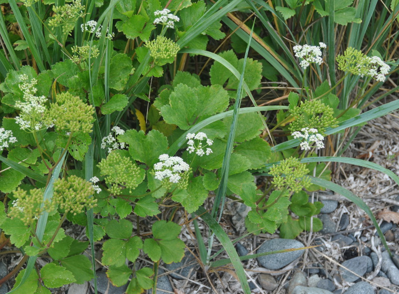 Image of Ligusticum scoticum specimen.