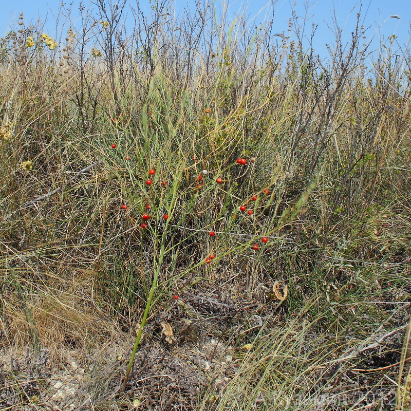 Image of Asparagus officinalis specimen.