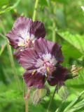 Geranium phaeum