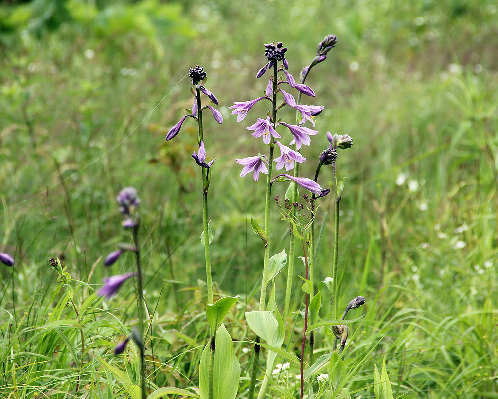 Image of Hosta rectifolia specimen.