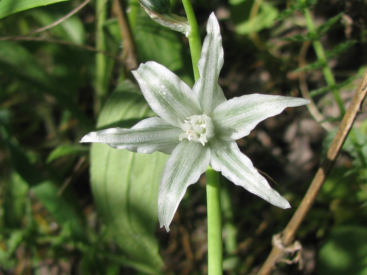 Изображение особи Ornithogalum boucheanum.