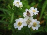 Achillea camtschatica. Соцветия с севшей на одно из них мухой. Северные Курилы, о. Парамушир, окр. бухты Майора. Август 2012 г.