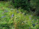 Gentiana asclepiadea