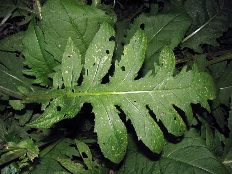 Image of Cirsium oleraceum specimen.