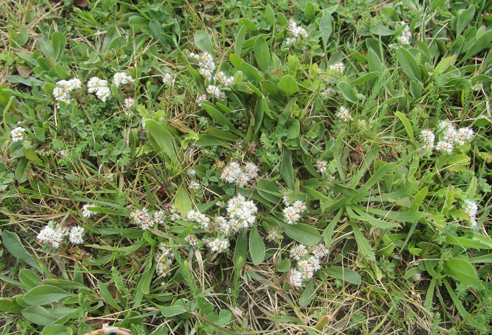 Image of Paronychia argentea specimen.