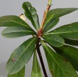 Euphorbia amygdaloides. Верхушка веточки с розеткой листьев и нижней частью побега. Германия, г. Кемпен, у прогулочной дорожки. 22.03.2013.