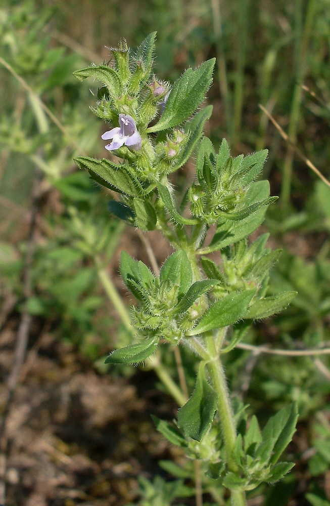 Image of Ziziphora acinos specimen.