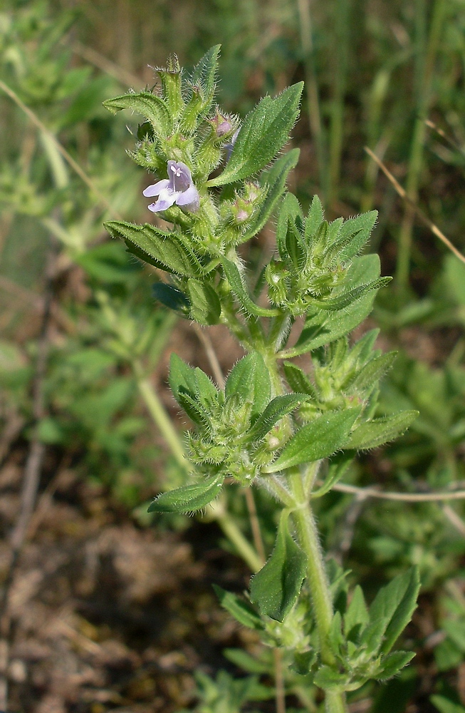 Изображение особи Ziziphora acinos.