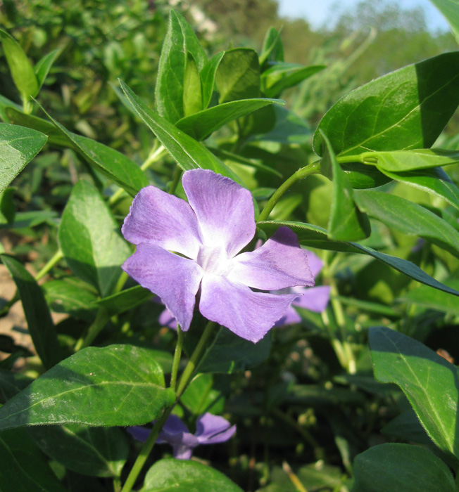 Image of Vinca major specimen.