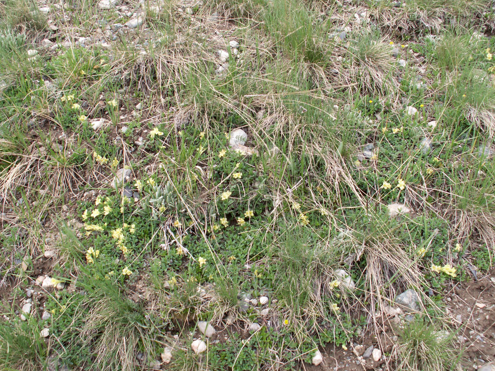 Image of Lonicera semenovii specimen.