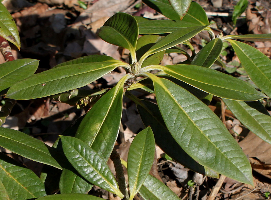 Image of Rhododendron insigne specimen.