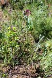 Allium longiradiatum
