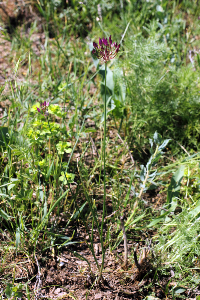 Изображение особи Allium longiradiatum.