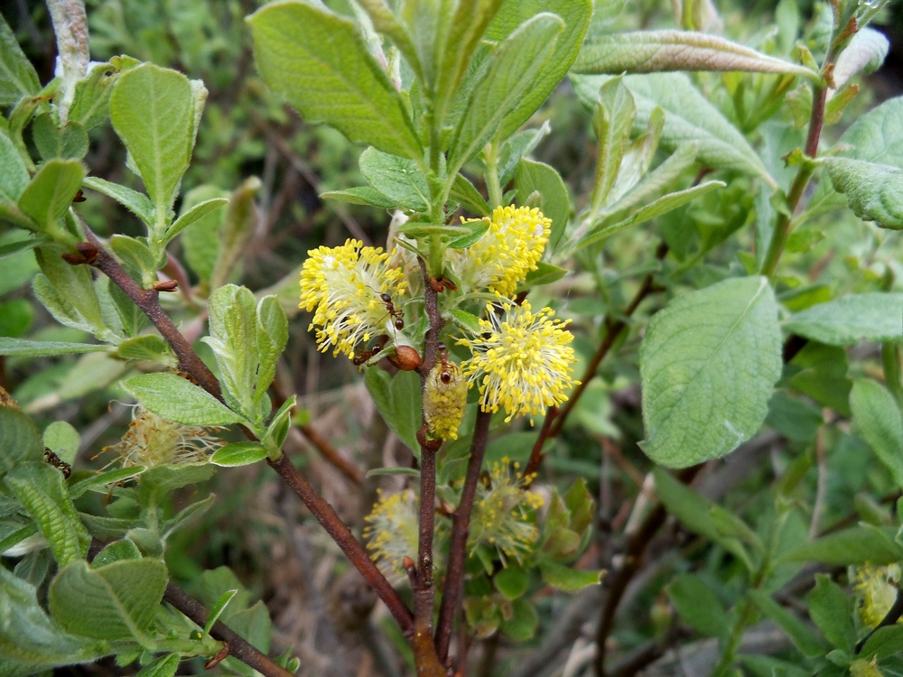 Изображение особи Salix aurita.