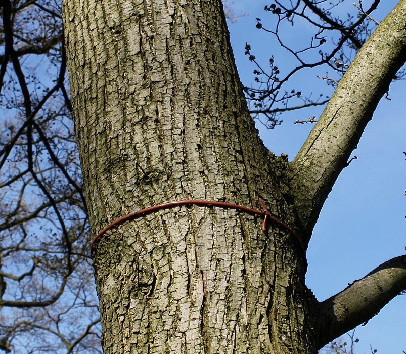 Image of Ulmus minor specimen.