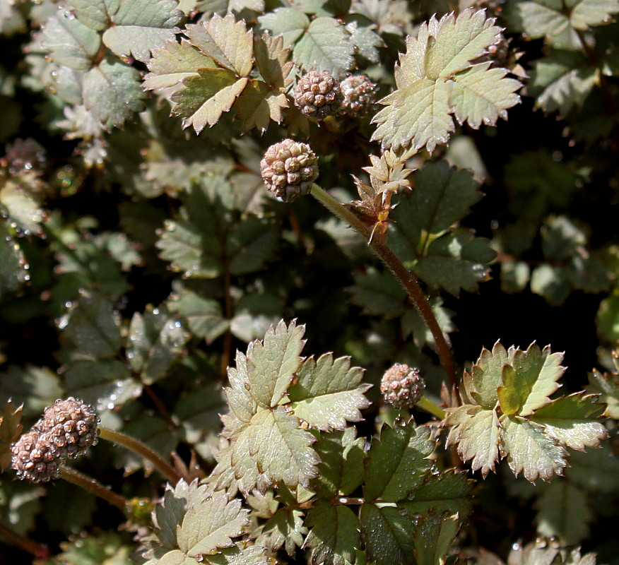 Image of genus Acaena specimen.