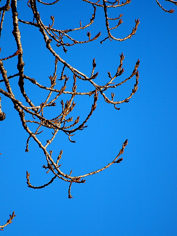 Image of Populus &times; sibirica specimen.