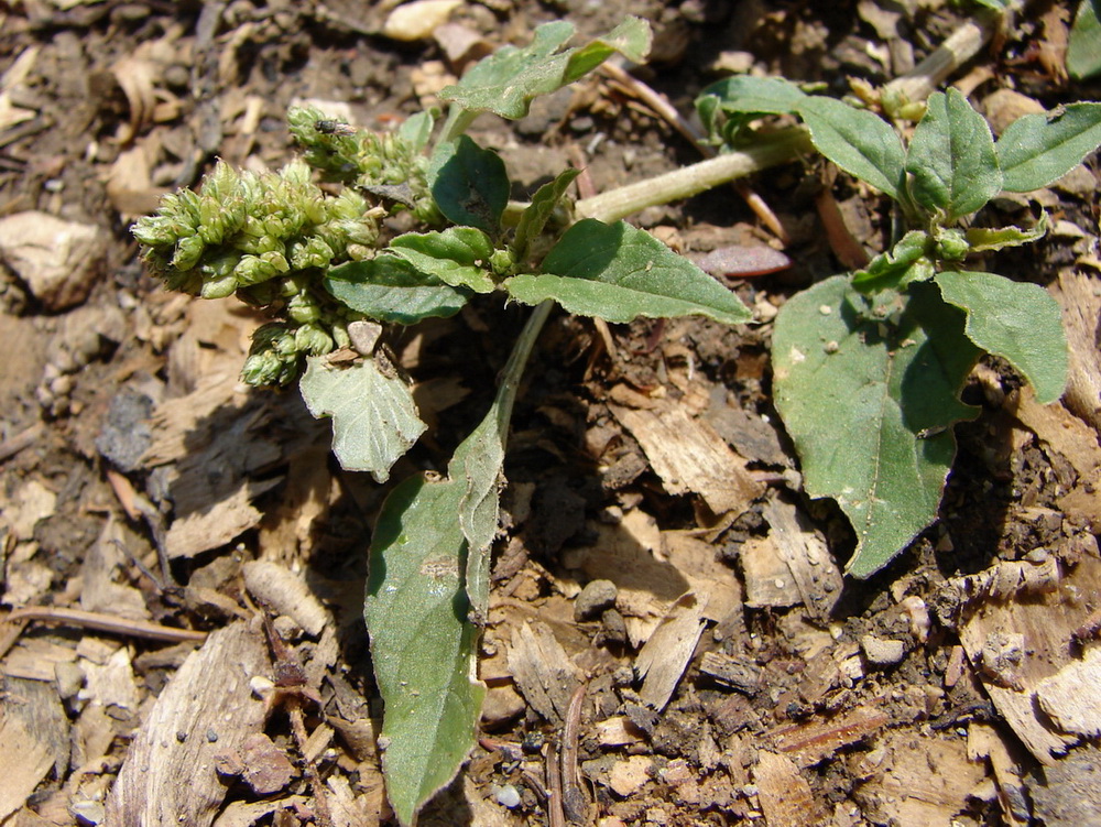 Image of Amaranthus deflexus specimen.