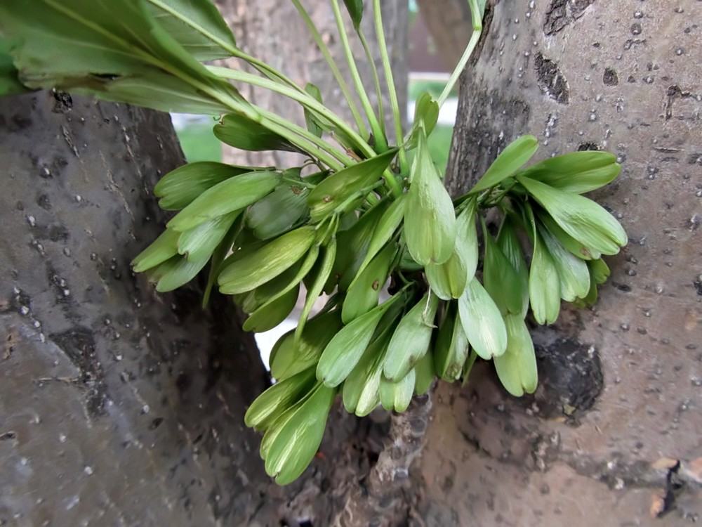 Image of Fraxinus excelsior var. diversifolia specimen.