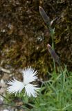 Dianthus