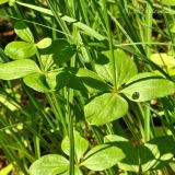Galium platygalium. Побеги. Приморский край, Уссурийский р-н, окр. с. Монакино, опушка леса. 22.06.2013.