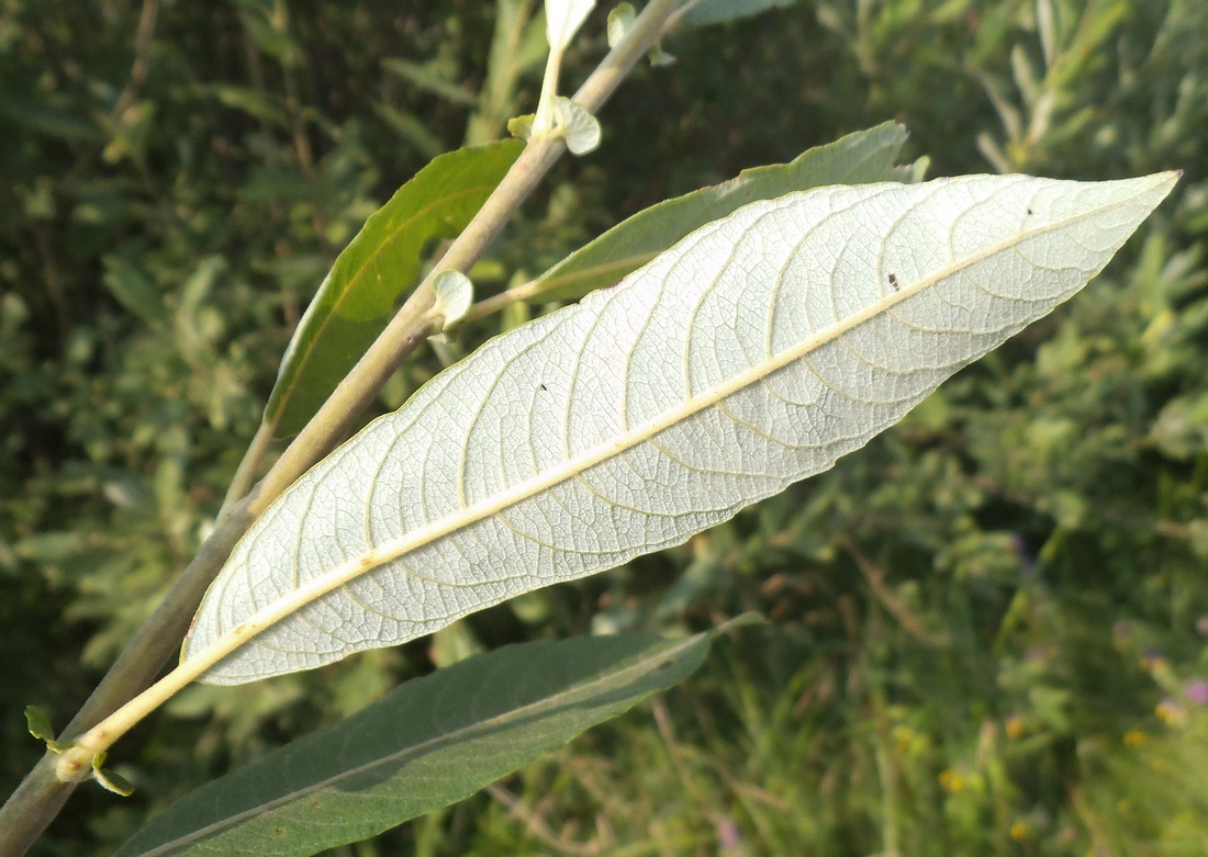 Image of Salix cinerea specimen.