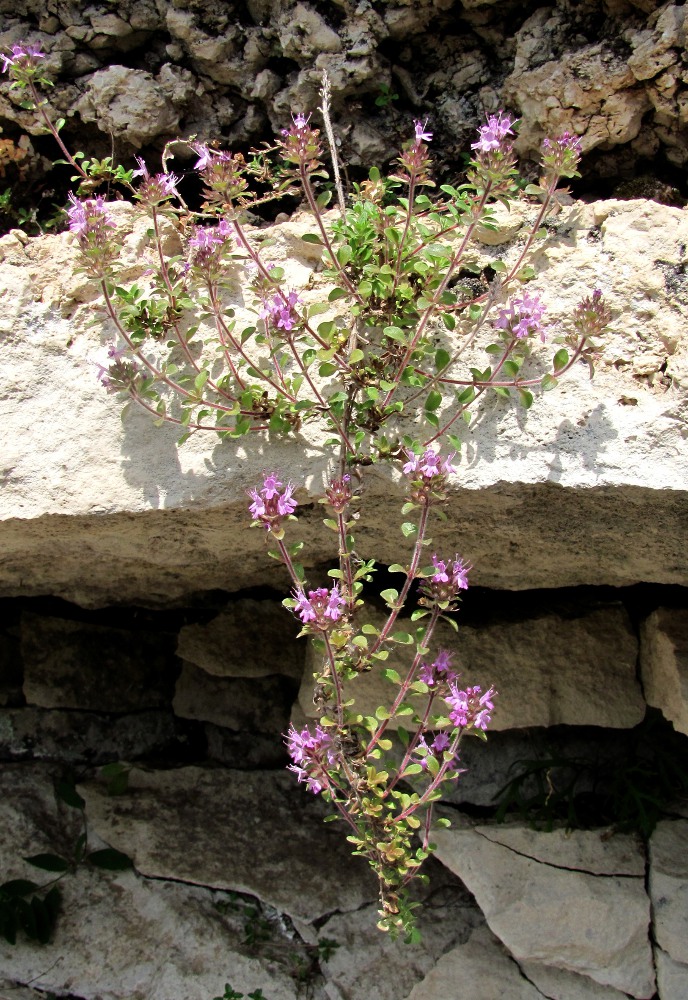 Image of Thymus hirticaulis specimen.