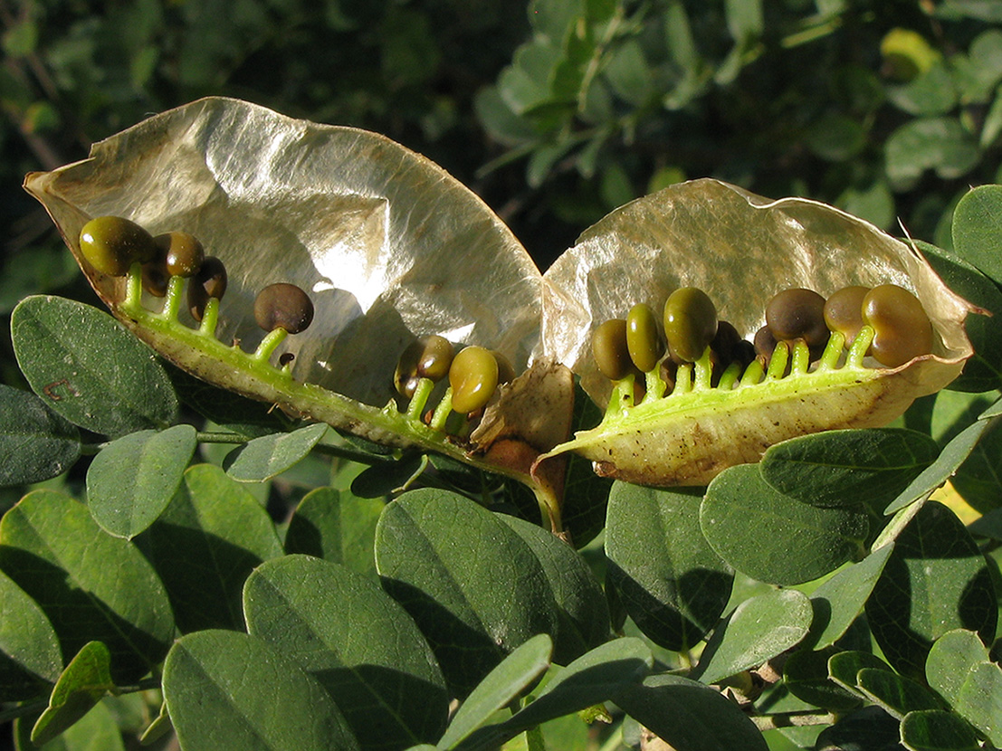 Image of Colutea cilicica specimen.