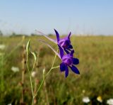 Delphinium consolida