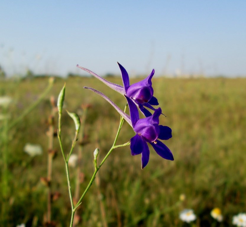 Изображение особи Delphinium consolida.