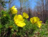 Adonis vernalis. Цветущее растение. Республика Татарстан, г. Бавлы. 27.04.2008.