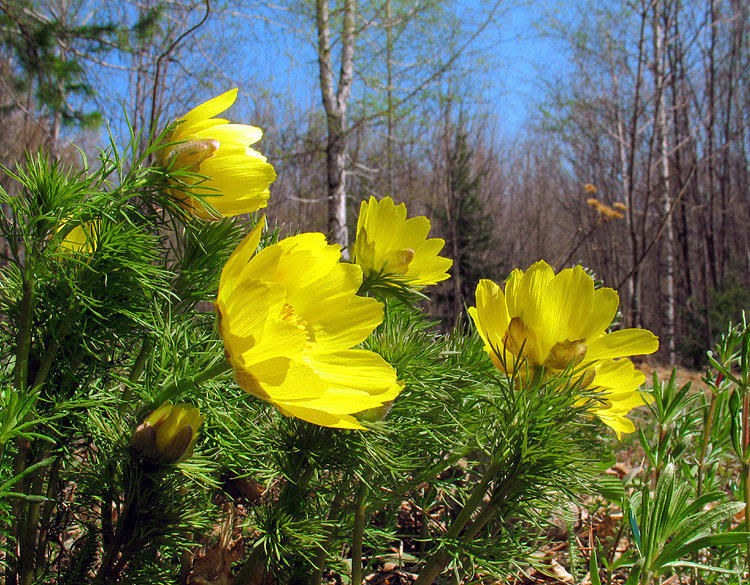 Изображение особи Adonis vernalis.